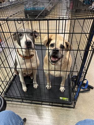  Available for Adoption  Pug and Marley both had puppies around MayJune o