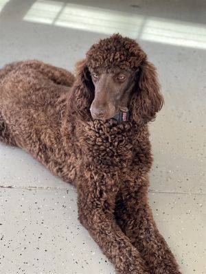 Carolina poodle rescue hot sale petfinder