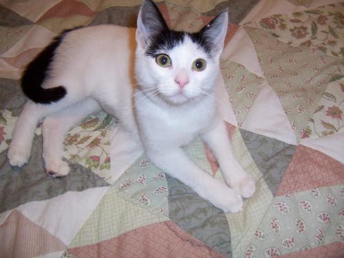 Lindee, an adoptable Domestic Short Hair in South Plainfield, NJ, 07080 | Photo Image 1