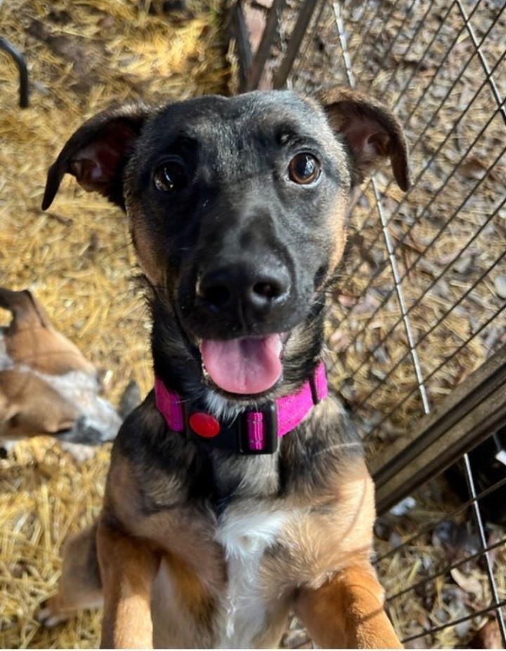 Dog for adoption Mahi, a Basset Hound & Shepherd Mix in Bothell, WA