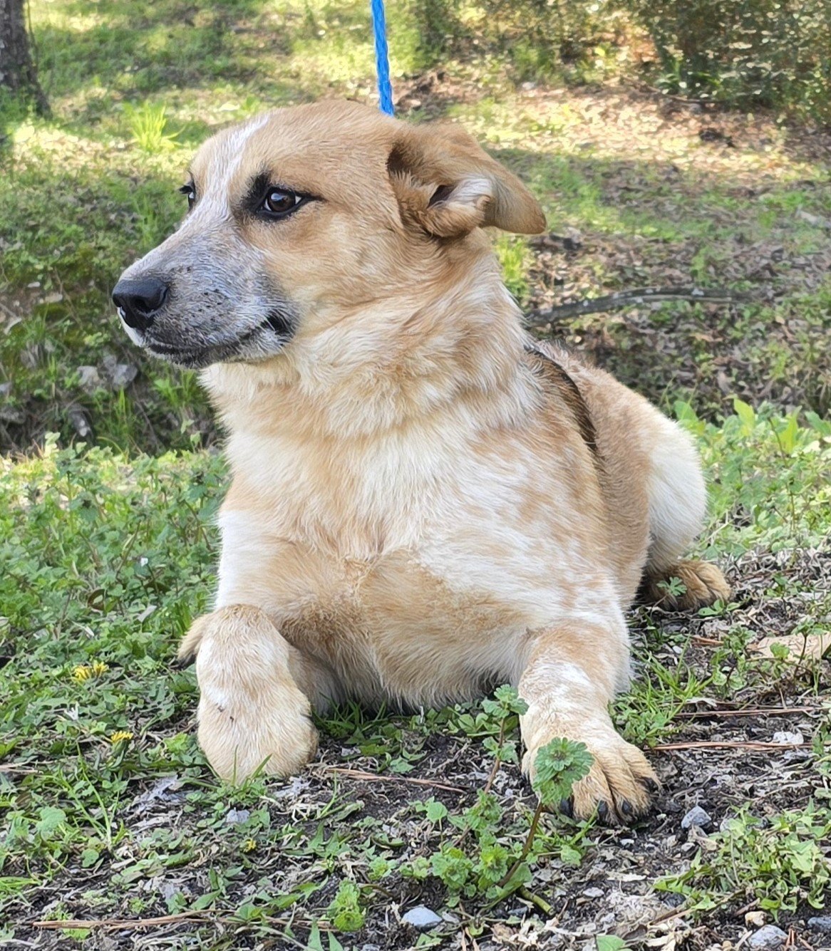 Donna's hot sale corgi rescue