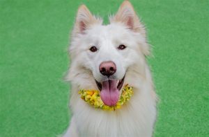 Hello there my name is Lucien Im a 1 year old 40lbs neutered male Siberian Husky Im an energ