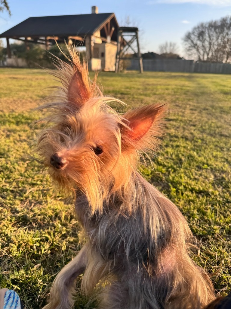 Copa
