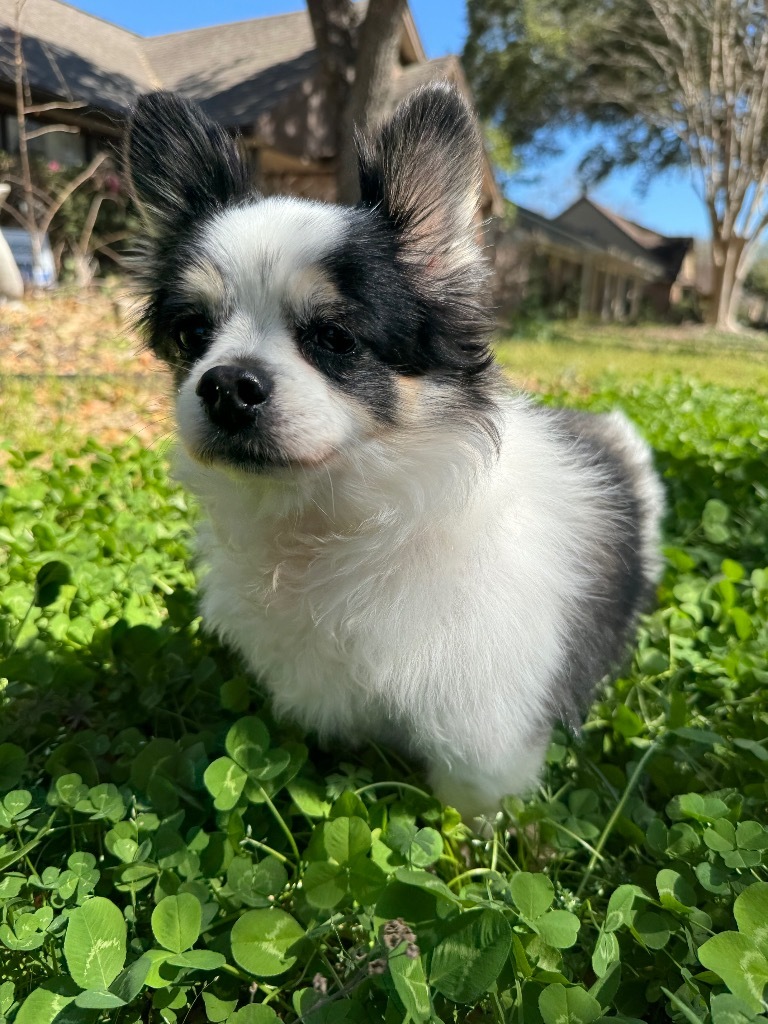 Darla