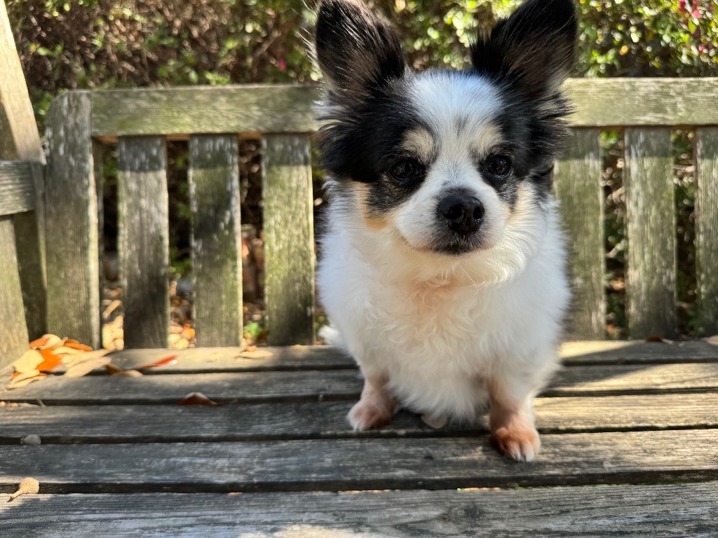 Darla
