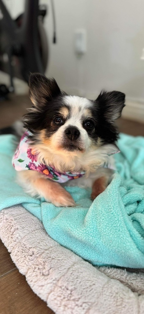 Darla