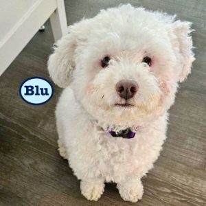 Petfinder hot sale bichon frise