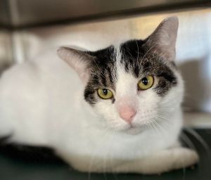 Petfinder 2024 quad cities