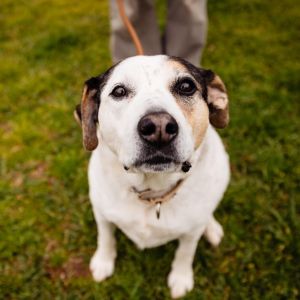 Willett 21406, Senior Female Hound