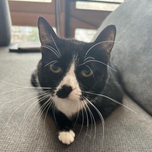 Krystal a stunning black and white female cat is ready to charm her way into your heart With four
