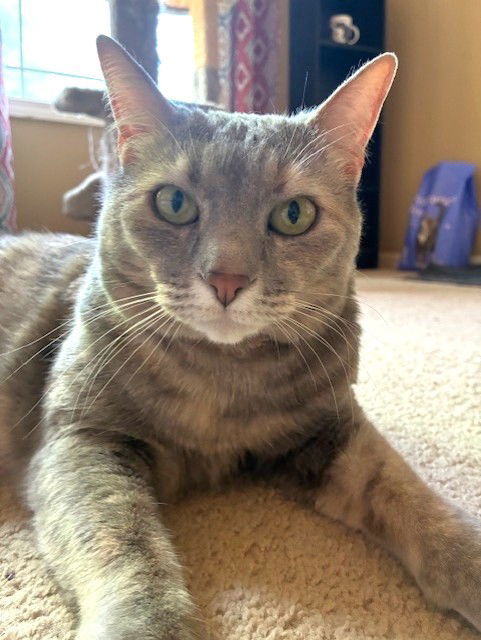 Cleopatra, an adoptable Domestic Short Hair, Torbie in Shawnee, KS, 66226 | Photo Image 1