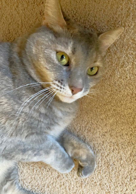 Cleo, an adoptable Domestic Short Hair, Torbie in Shawnee, KS, 66226 | Photo Image 2