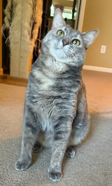 Cleopatra, an adoptable Domestic Short Hair, Torbie in Shawnee, KS, 66226 | Photo Image 2