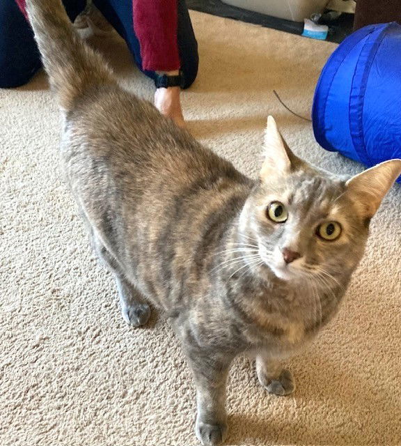 Cleo, an adoptable Domestic Short Hair, Torbie in Shawnee, KS, 66226 | Photo Image 3