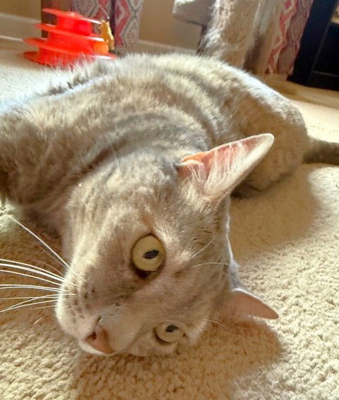 Cleopatra, an adoptable Domestic Short Hair, Torbie in Shawnee, KS, 66226 | Photo Image 3