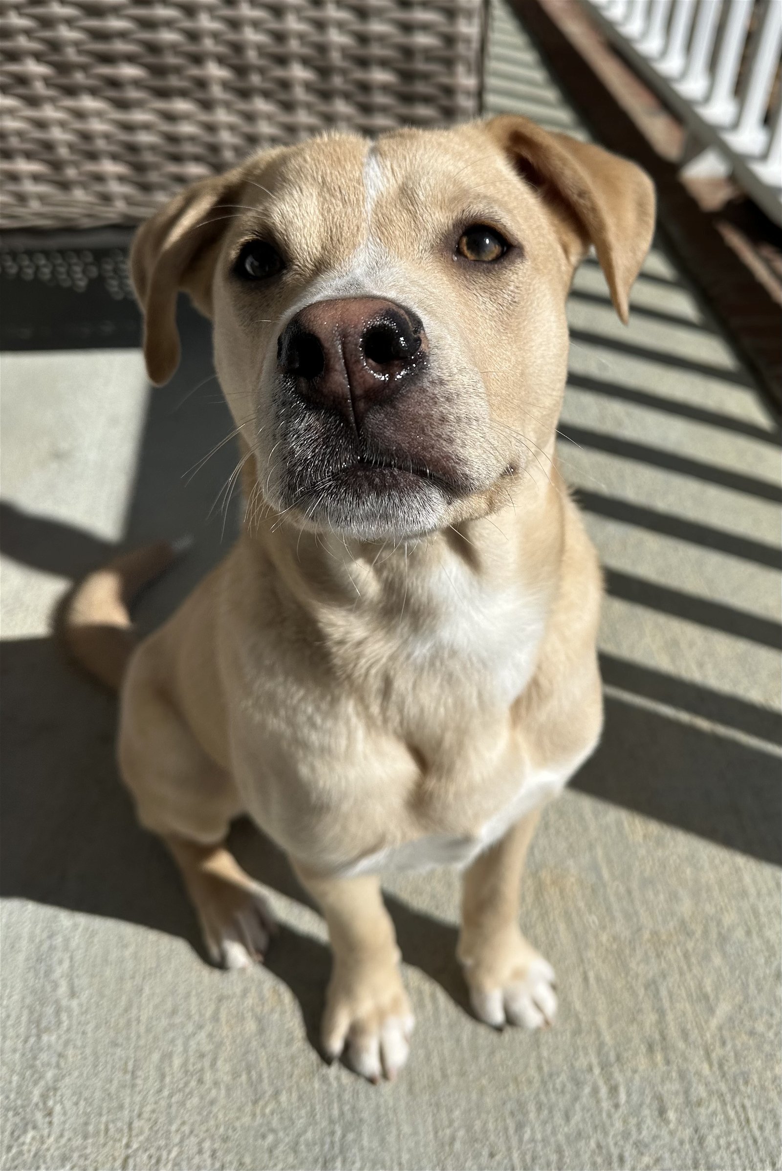 Dog for adoption Cletus, a Labrador Retriever Mix in Cary, NC Petfinder