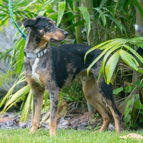Bingo, an adoptable Mixed Breed in Kailua Kona, HI, 96740 | Photo Image 2