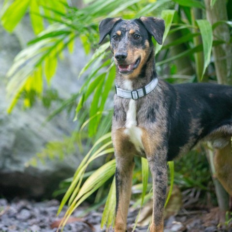 Bingo, an adoptable Mixed Breed in Kailua Kona, HI, 96740 | Photo Image 3