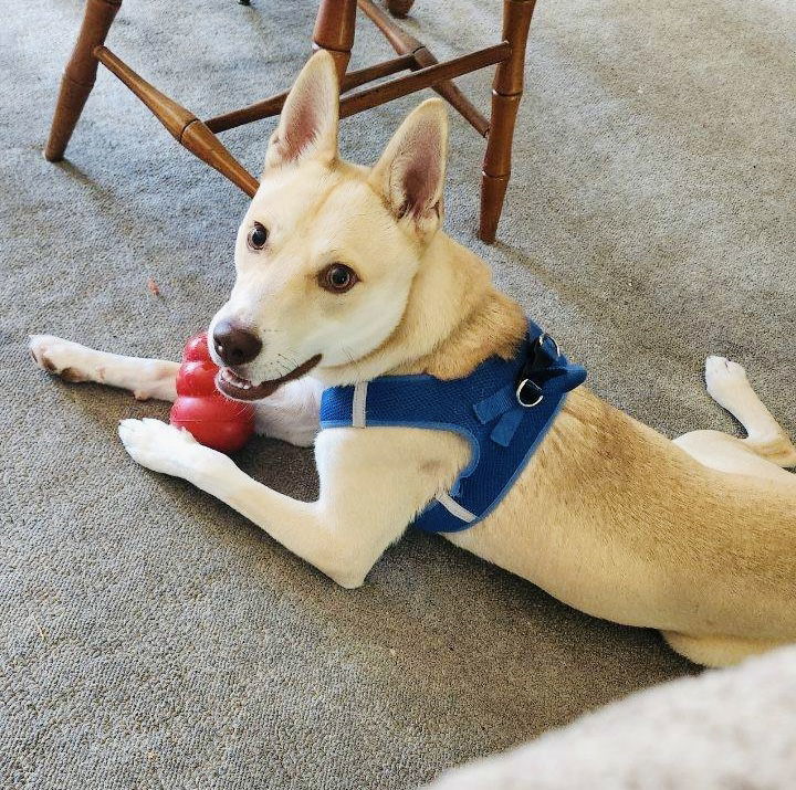 Casper, an adoptable Husky in Estherville, IA, 51334 | Photo Image 1