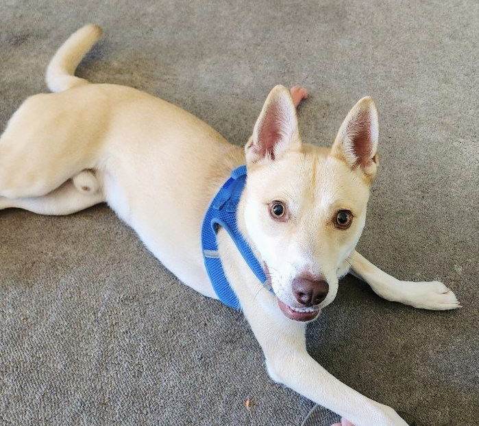 Casper, an adoptable Husky in Estherville, IA, 51334 | Photo Image 2