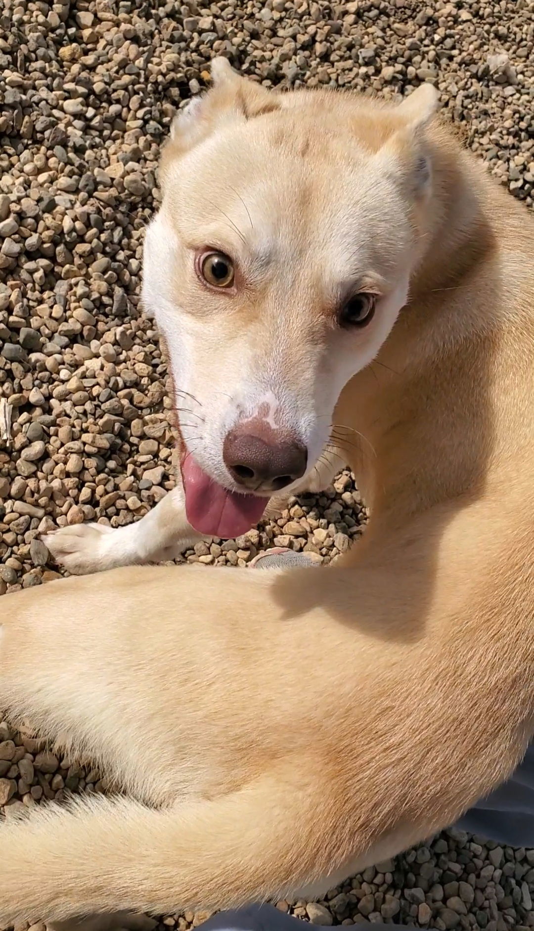 Casper, an adoptable Husky in Estherville, IA, 51334 | Photo Image 3