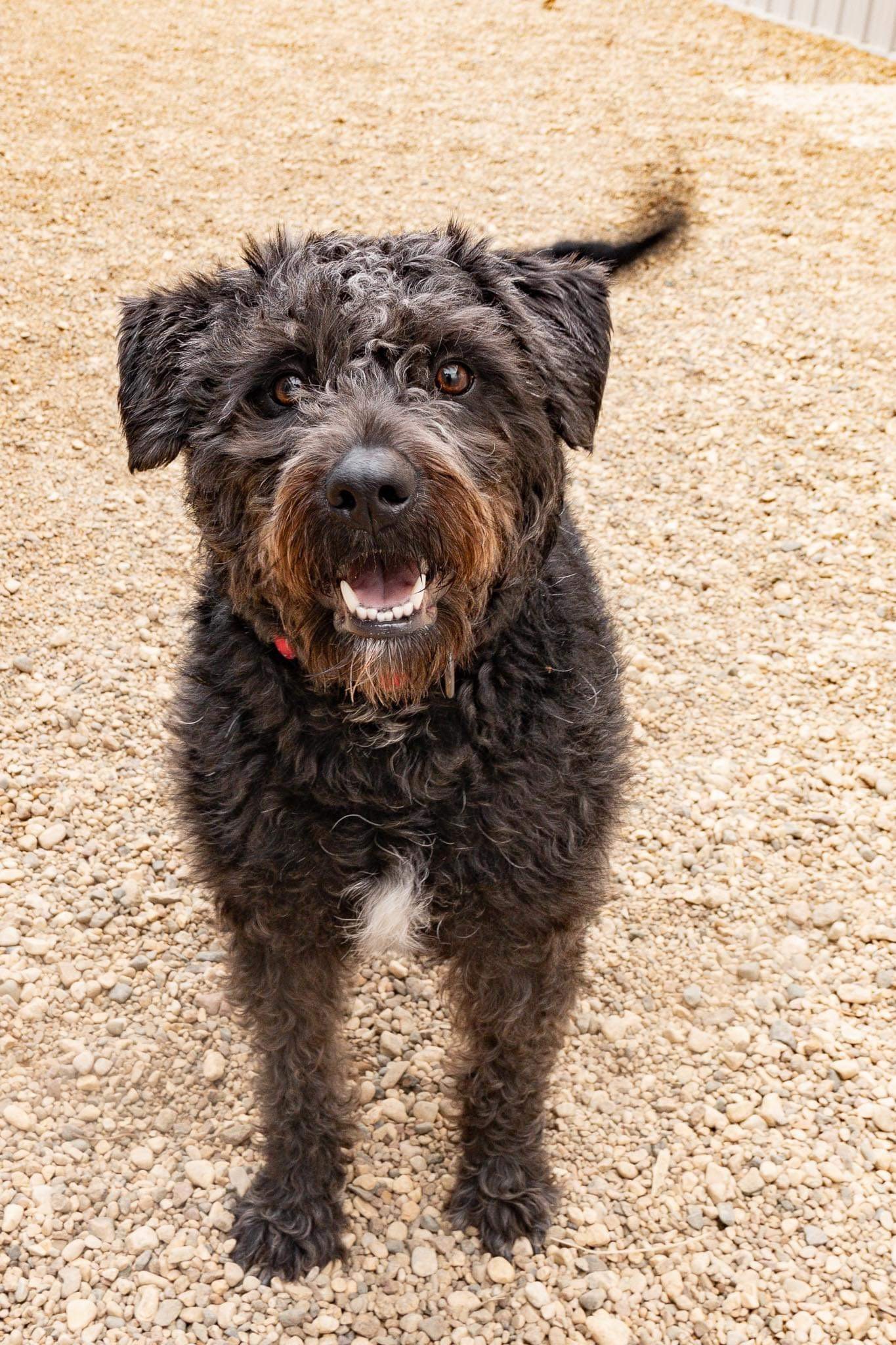 Rags, an adoptable Poodle in Estherville, IA, 51334 | Photo Image 1
