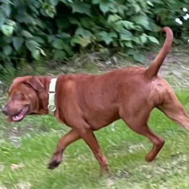 Buzz, an adoptable Beagle in Brainerd, MN, 56401 | Photo Image 6