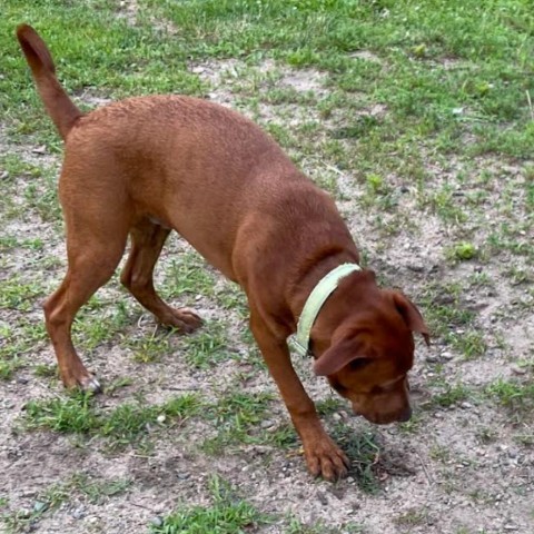 Buzz, an adoptable Beagle in Lake George, MN, 56458 | Photo Image 6