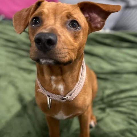 Tink, an adoptable Beagle in Brainerd, MN, 56401 | Photo Image 2