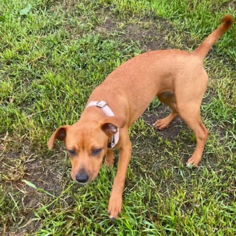 Tink, an adoptable Beagle in Brainerd, MN, 56401 | Photo Image 5