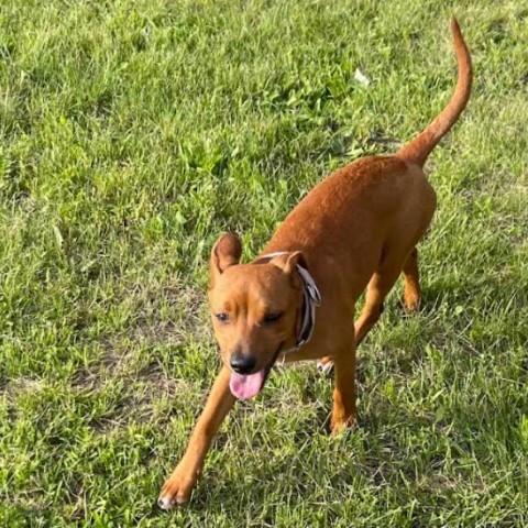 Tink, an adoptable Beagle in Brainerd, MN, 56401 | Photo Image 6