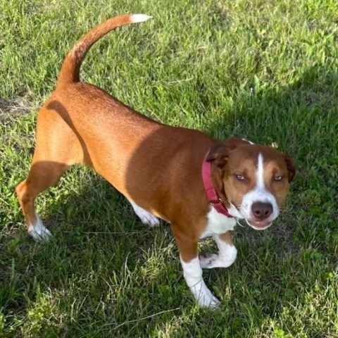 Bruno, an adoptable Beagle in Brainerd, MN, 56401 | Photo Image 3