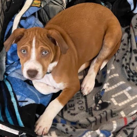 Bruno, an adoptable Beagle in Brainerd, MN, 56401 | Photo Image 3