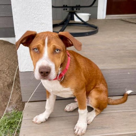 Bruno, an adoptable Beagle in Brainerd, MN, 56401 | Photo Image 6