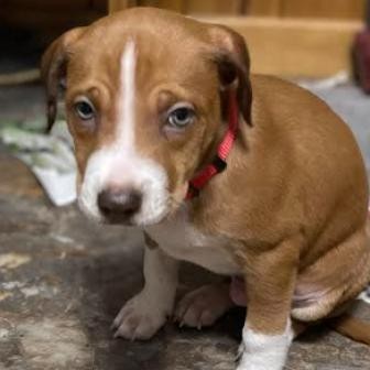 Bruno, an adoptable Beagle in Brainerd, MN, 56401 | Photo Image 6