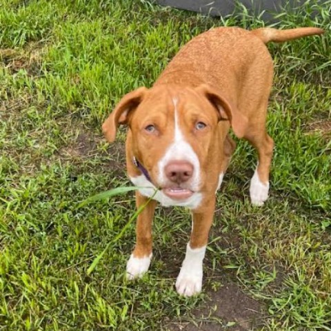 Chip, an adoptable Beagle in Brainerd, MN, 56401 | Photo Image 6