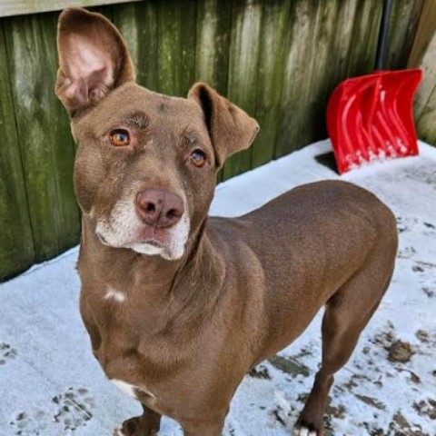 Mari, an adoptable Black Labrador Retriever in Brainerd, MN, 56401 | Photo Image 2