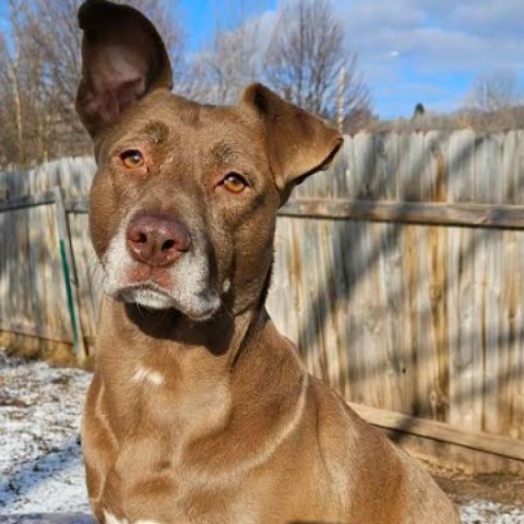 Mari, an adoptable Black Labrador Retriever in Brainerd, MN, 56401 | Photo Image 4