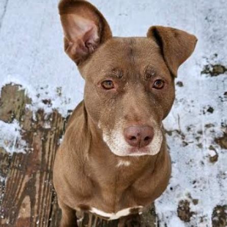 Mari, an adoptable Black Labrador Retriever in Brainerd, MN, 56401 | Photo Image 5