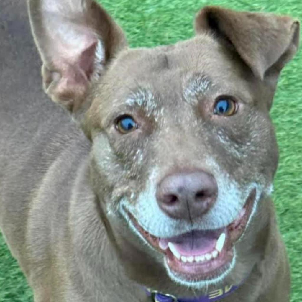 Mari, an adoptable Black Labrador Retriever in Duluth, MN, 55803 | Photo Image 8