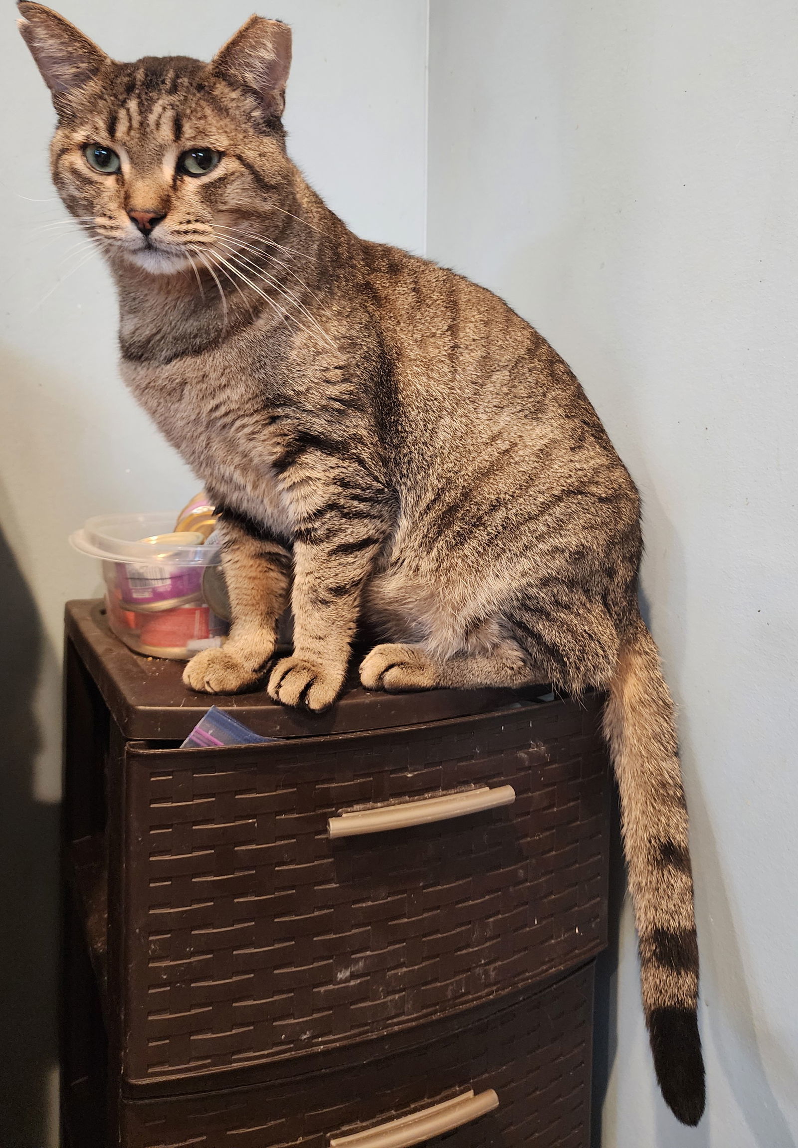 Samy, an adoptable Domestic Short Hair, Tabby in Forest Lake, MN, 55025 | Photo Image 1