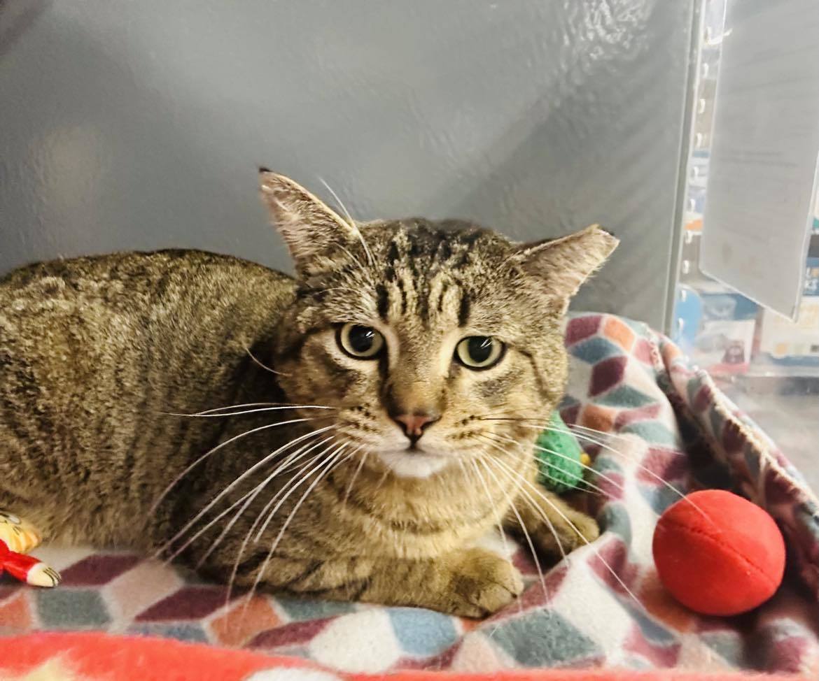 Samy, an adoptable Domestic Short Hair, Tabby in Forest Lake, MN, 55025 | Photo Image 2