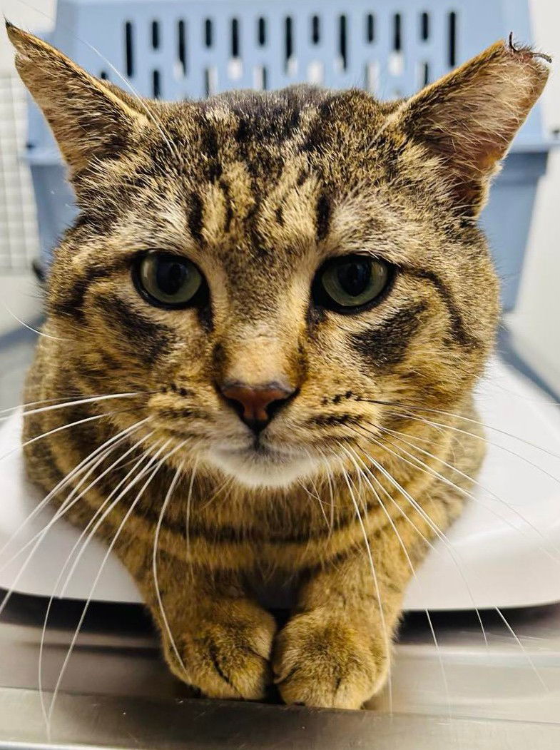 Samy, an adoptable Domestic Short Hair, Tabby in Forest Lake, MN, 55025 | Photo Image 3