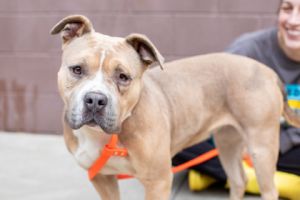 Meet Nyzilly the shy sweetie who blossoms with love A little hesitant at first this easy-going pu