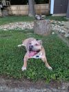 Nyzilly - IN FOSTER photo 2