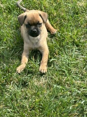 Pets for Adoption at Pugs N Roses in Poway CA Petfinder