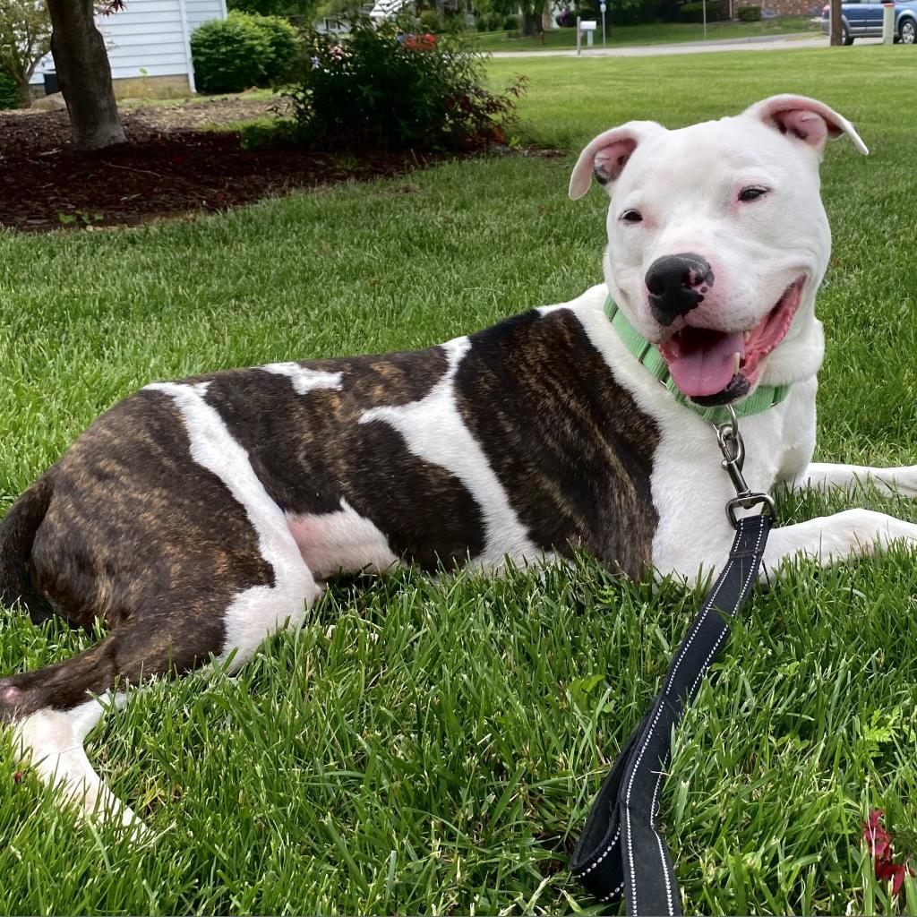 Jagger, an adoptable Pit Bull Terrier in Springfield, IL, 62702 | Photo Image 1