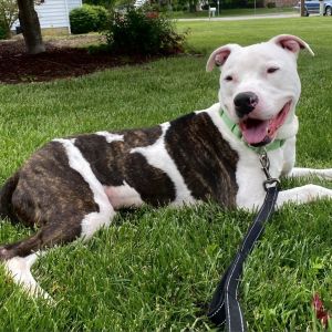 Jagger, Senior Male Pit Bull Terrier
