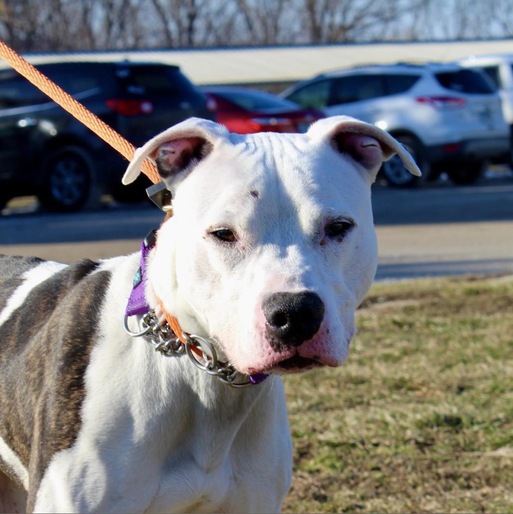 Jagger, an adoptable Pit Bull Terrier in Springfield, IL, 62702 | Photo Image 2