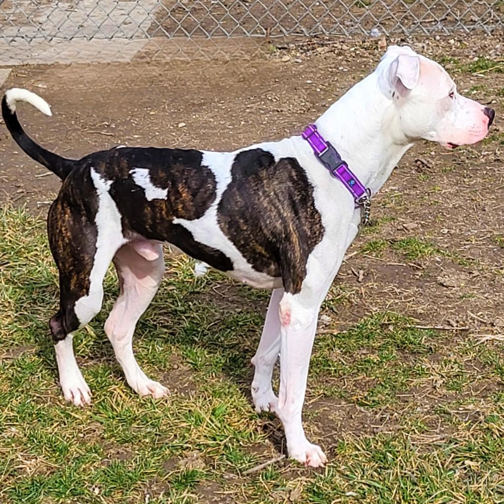 Jagger, an adoptable Pit Bull Terrier in Springfield, IL, 62702 | Photo Image 3